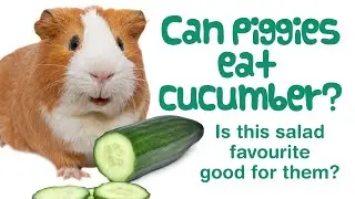 Can Guinea Pigs Eat CUCUMBER? | Peels & Seeds | Guinea Pig Veggies