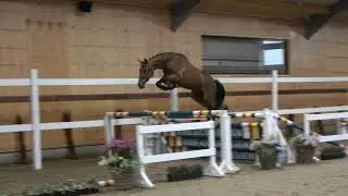 Subasta Online Horse Auction Belgium del 30 de agosto a 1 de septiembre