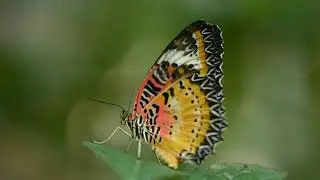 butterfly/flies/beautifull/animals&pets#animals&pets#butterfly#insects