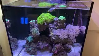 Feeding Flakes to my Nano Ocean