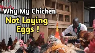 Chicken Not Laying Eggs Reasons.