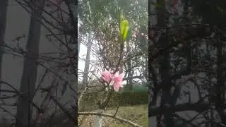 what flower is that ? #viral