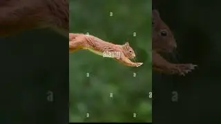 squirrel jump like a superman//#sg1fact #duniyakafact #s1fact #fact
