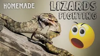 Lizard 🦎 funny fight || छिपकली की खतरनाक लड़ाई, Homemade.