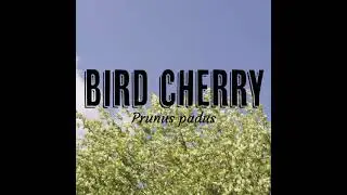 Tree Tuesday - Bird Cherry