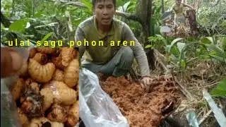 (ulat sagu) ulat ini paling enak,apa lagi makan mentah ya,karena makan sagu selain itu,pitamin