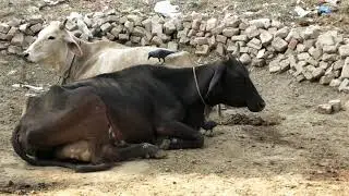Example of Mutualism