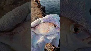 倉敷市児島塩生サノヤスドック釣っていきます #サノヤスドック #倉敷市児島塩生 #マダイ #タイラバ #岡山釣り #陸釣り #ショアジギング