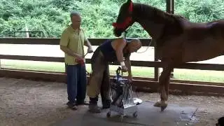 Thomas Blankenship Farrier Service