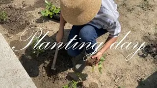 NEW Garden Border Begins! 🌱 Planting Raspberries, Strawberries & Perennials in a Blank Canvas Space