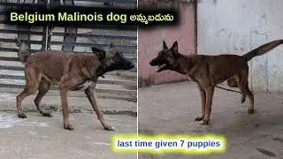 top quality Belgium Malinois dog for sale in Telugu/ 7386351277 /aj pets