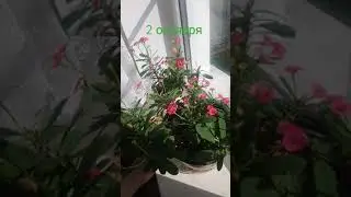 молочай миля радует своим цветением уже полгода.. 🌺🤗