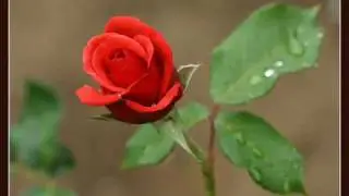 Melis Gyorgy Egy rozsaszal