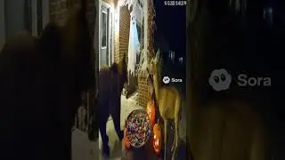 Caught on Porch Cam: Bear and Deer Freak Out at Halloween Decorations 😱🎃