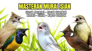Masteran Murai Isian Kenari, Cungkok, Cililin, Cucak Jenggot, Kapas Tembak