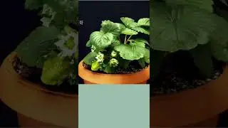 How To Grow Strawberries From Home