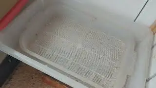 для тех кто мечтает завести жаворонков🙈🤣