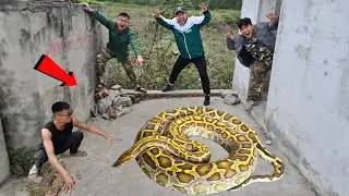 Brave Expert Catch Giant Pythons and 100 Dragon Snakes