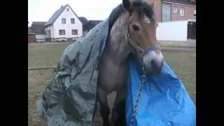 Vom Ackergaul zum Traumpferd [2 Jahre und 5 Monate]