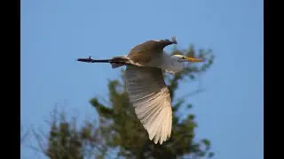 Snowy Egrets nesting, and flying.  Fox River - South Elgin and St. Charles, Spring 2021