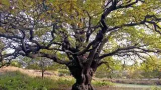 Alien Fashion Show - Oak Tree