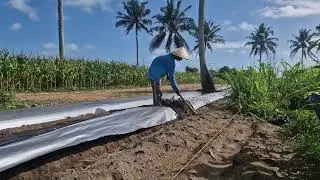 A VERY SIMPLE TRADITIONAL WAY TO INSTALL PLASTIC MULCH ON RAISED LAND MOUNTS! -Agriculture Farming
