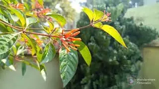 Hamelia Fire Bush Plant | Garden Fresh