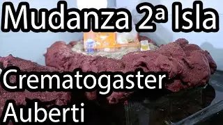 Mudanza de Crematogaster Auberti a la Segunda Isla del Vivario. Hormiguero de Tierra y Espuma