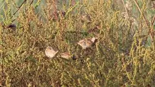 Birds of Saudi Arabia: Spanish Sparrow