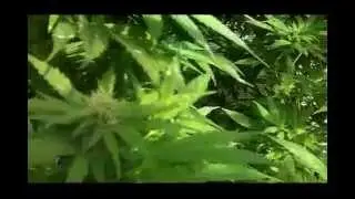 Huge outdoor marijuana grow op Skunk #1