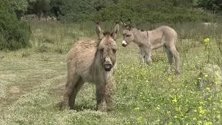 Premières naissances d'ânes corses reconnues