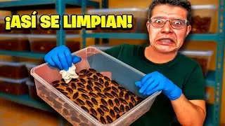 &iexcl;ADI&Oacute;S GRILLOS! Aprende a Criar Cucarachas Dubia SIN OLOR para tus Reptiles 🦎
