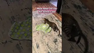 Interactive cat toy #cattoys #cat #cattok #pets #kitten