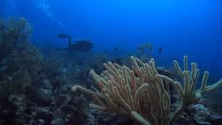 Scuba Diving Insurance