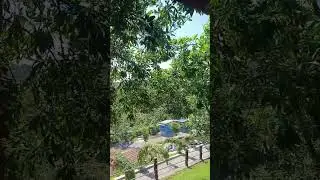 Lembu benggolo,berada di perbatasan karang pucung&ndash;Lumbir..