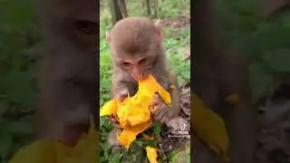 monkey baby eat mango