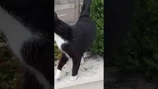 Котик требует вкусняшку