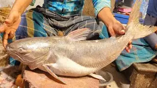 Fish Cutting Skills | Giant Catfish Cutting Skills In Bangladesh Fish Market 