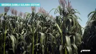 On surface drip irrigation for corn in Turkey– Solution and benefits