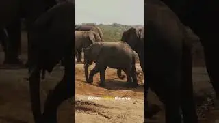 The Animal That Can Sense Danger Before It Happens