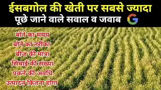 ईसबगोल की खेती कब व कैसे करें। बुवाई व सिंचाई का समय तरीका। बीज की मात्रा। उत्पादन की जानकारी।