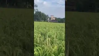 My farmhouse Lother Chitwan Nepal