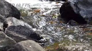Relax Nature Sound, River & Forest and Birds