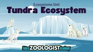 Tundra Ecosystem | Plants and Animals of the Tundra