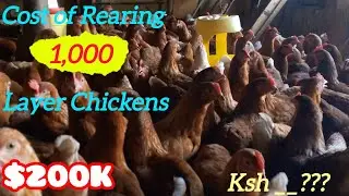 The Cost of Rearing 300 Layer Chickens[Explained]  @Kalisi_Farm