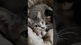 Sushi e Pacato 20 dias 🐈🐈&zwj;⬛🍼❤️ #cat #cute