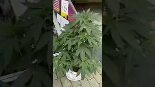 Marijuana plants growing in Bern Switzerland 🇨🇭