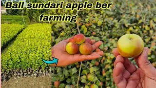 Ball sundari apple ber farming / amazing fruiting rejalt / contact☎️7076744603