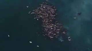 Sleeping Sea Lions Disappear Underwater To Feast On Herring Spawn