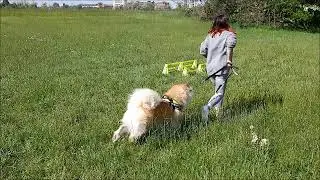 Addestramento Lezione Unica AKITA AMERICANO MIA